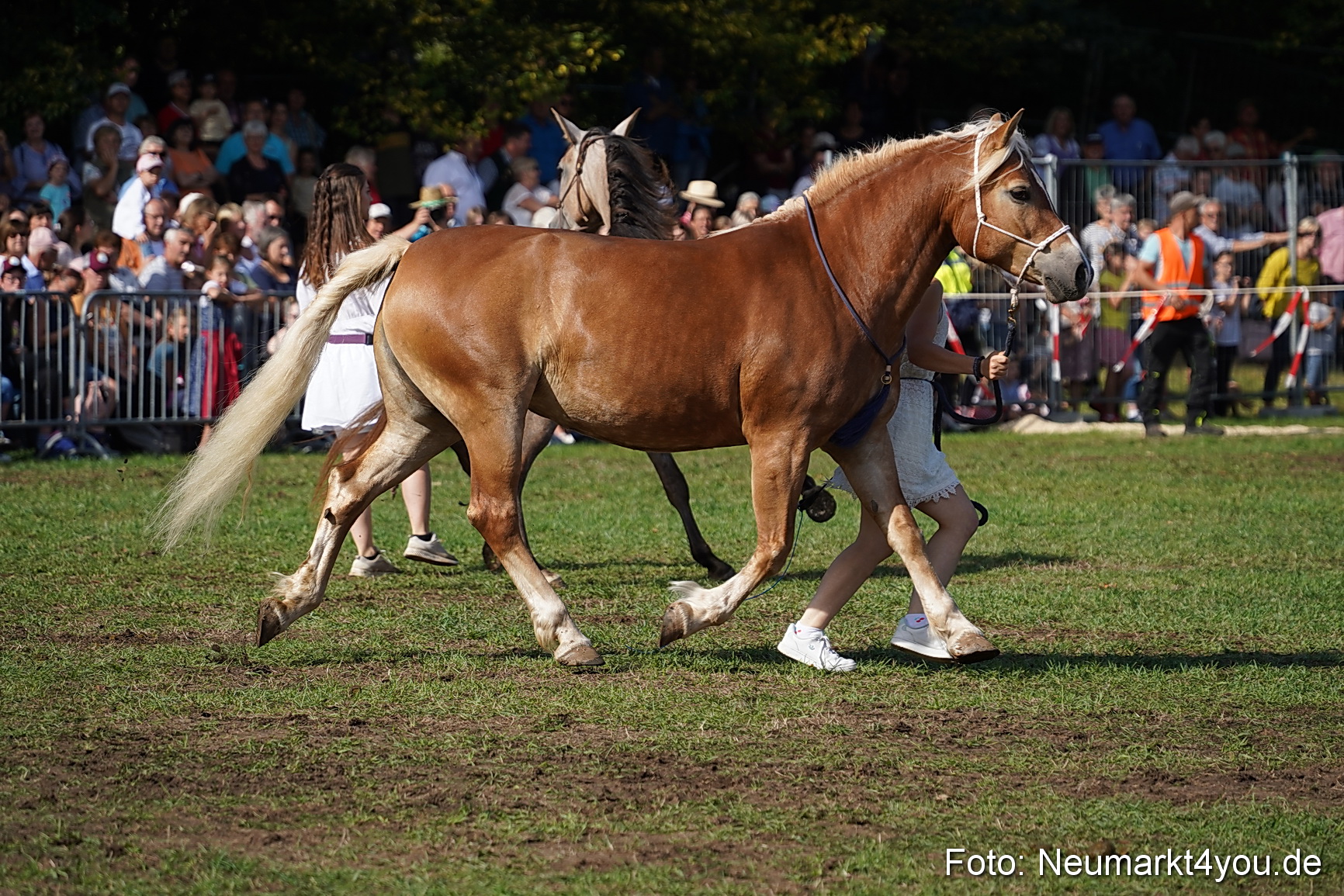 Pferde und Fohlenschau 2022 0141 